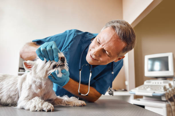 Best Emergency Tooth Extraction in Han, GA